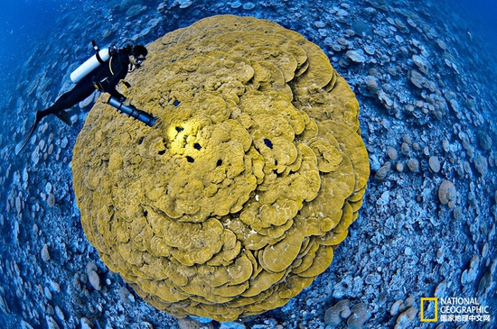金曼礁國家紀念區(qū)，太平洋攝影：Brian Skerry，國家地理創(chuàng)意版
