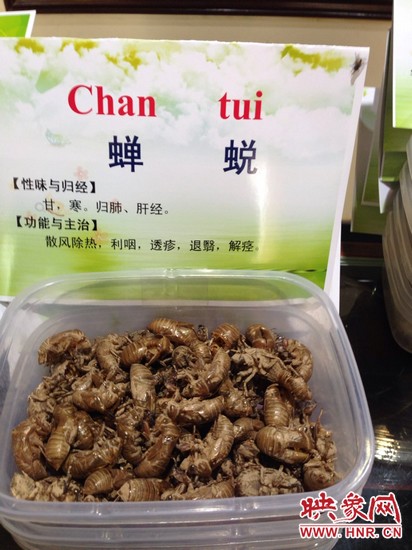 你可能沒想到，這個知了幼蟲退下的皮還是一味藥，對嗎？