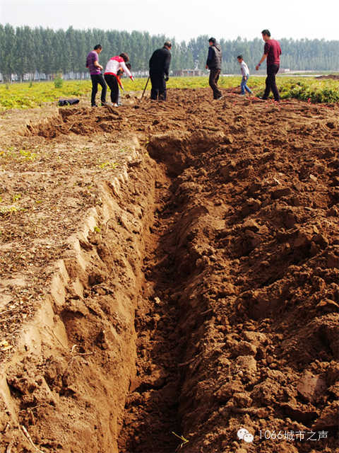 都說山藥埋得深，您還是眼見為實吧