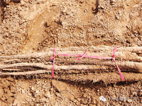 工人們挖好的山藥，整齊地躺在田地上