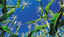 玉米割苗能增產(chǎn)20%～30%？不靠譜！