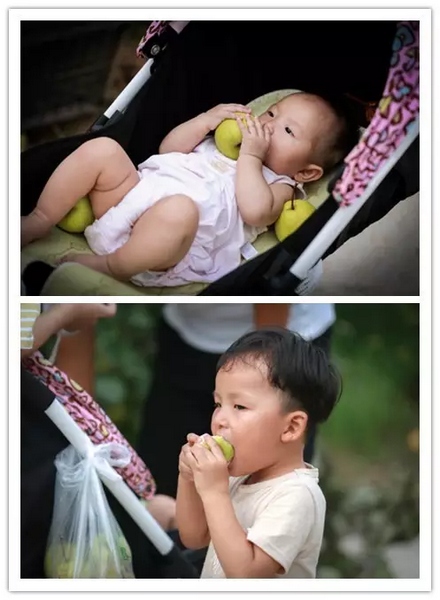 純天然無公害，新鮮采摘，直接入口！