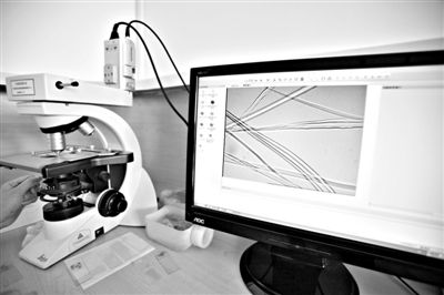 顯微鏡下，蠶絲呈現(xiàn)出表面有光澤，形狀不規(guī)則，粗細(xì)不均。