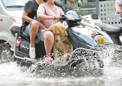 電動車上帶寵物危險(xiǎn)重重