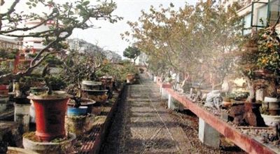 劉光嘉出示博物館內(nèi)部圖片中，擺放著各種盆景。