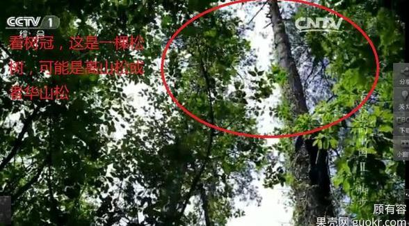 專(zhuān)家揭《舌尖2》爬樹(shù)造假 總導(dǎo)演暫不回應(yīng)