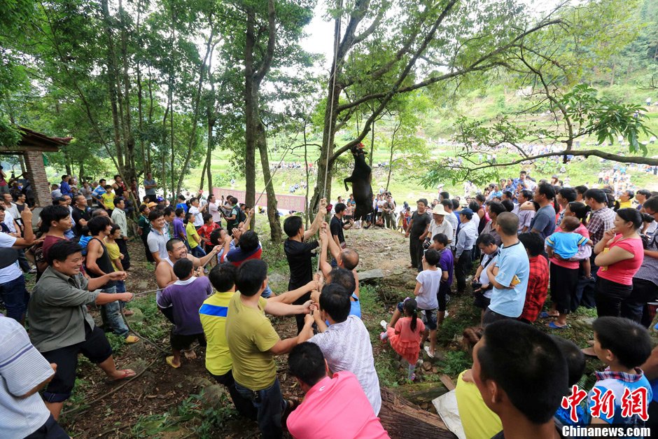 黃牛被侗族村民合力吊在樹上。譚凱興 攝