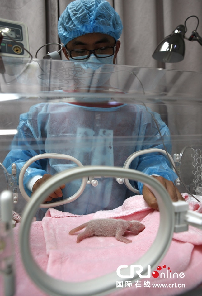 2013年7月11日，成都大熊貓繁育研究基地月亮產(chǎn)房，工作人員在照顧新生大熊貓寶寶。