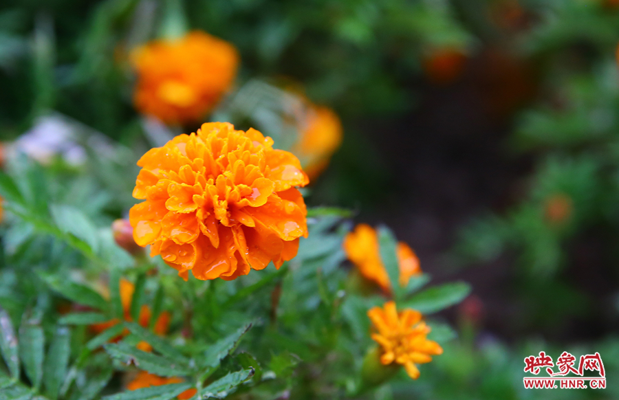 一場秋雨洗去花朵上多日來的塵埃，嬌艷欲滴。