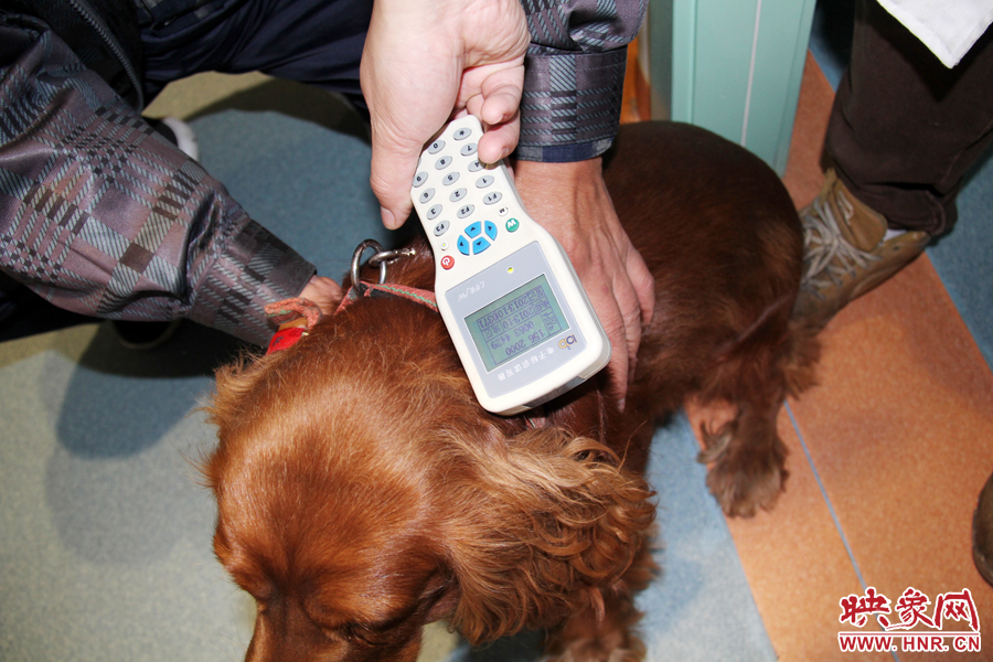 只要用儀器一掃，狗狗的信息就可以一覽無余