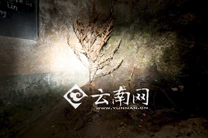 　教室里沒有燈，光線太暗，村民便種下了野蘇麻，希望教室有綠色，讓孩子們看到“希望”。 徐弘毅 攝