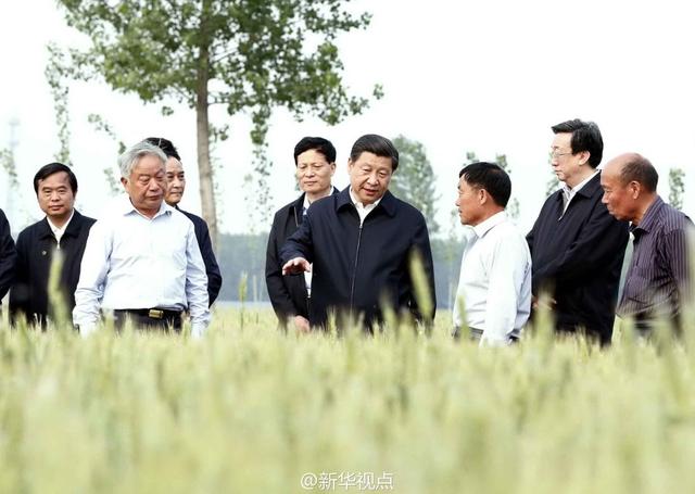 習(xí)近平走進(jìn)糧田,看麥穗灌漿,問農(nóng)田建設(shè)。