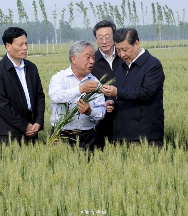 習(xí)近平走進(jìn)糧田,看麥穗灌漿,問農(nóng)田建設(shè)。