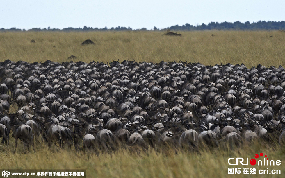 當(dāng)?shù)貢r(shí)間2015年9月4日，肯尼亞馬賽馬拉，角馬大遷徙。