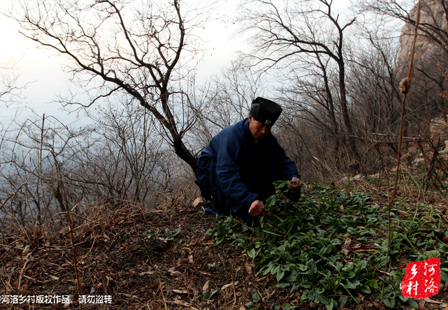 山上缺雨少水，不大的一方菜地。是他和另一個(gè)道友的菜地，老崔的蔬菜倒也擺弄的一片生機(jī)盎然。