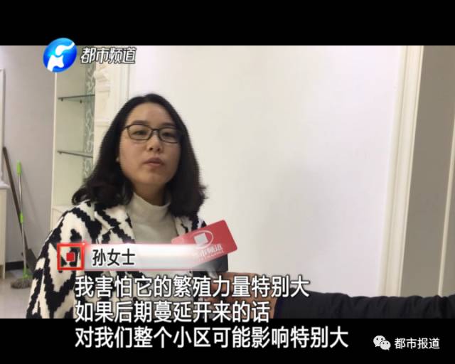 蟻?zhàn)宕筌娙肭郑∈畮兹f裝修的新家被“吃掉”