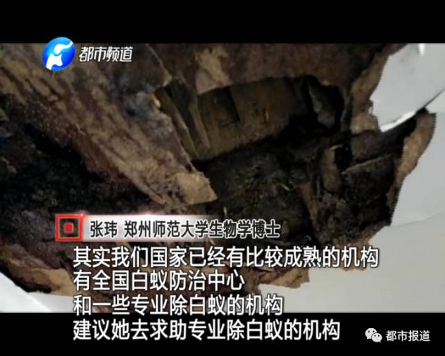 蟻?zhàn)宕筌娙肭?！十幾萬裝修的新家被“吃掉”