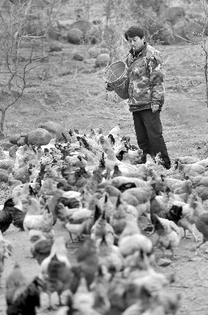 林志坤辭職后在溧水一座山頭開了一片地，每天種菜、喂雞 現(xiàn)代快報(bào)記者 施向輝 攝