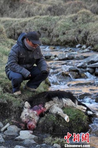 　今年，他家已經(jīng)有3只羊被狼咬死。確·胡熱攝