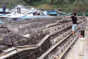 11月13日，位于三亞市吉陽鎮(zhèn)的三亞市菜籃子蛋雞基地，工人們正在搶修雞舍設(shè)施。