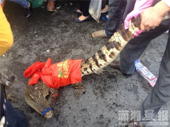 車上的鱷魚爬上路面。記者 向帥