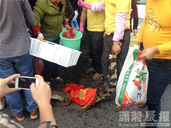 鱷魚被車主抓到。