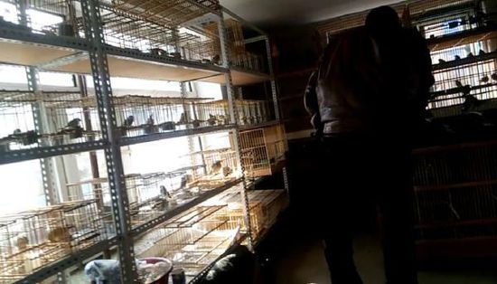 哈爾濱市雙城區(qū)集市上，一家沒(méi)有招牌的平房里擺滿(mǎn)了各種野鳥(niǎo)等待出售。