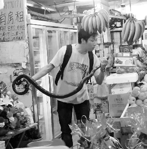 捕蛇專家張亮抓住眼鏡王蛇。信息時(shí)報(bào)記者 康健 翻拍