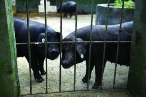 觀測(cè)點(diǎn)飼養(yǎng)區(qū)設(shè)有豬圈，可觀察豬是否有異常反應(yīng)