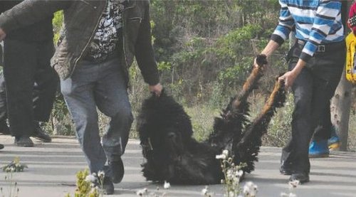 雙流鳳凰村兩只巨型藏獒襲擊村民，民警用手槍將其當(dāng)場(chǎng)擊斃