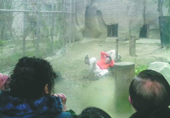 昨日，成都動(dòng)物園，男子進(jìn)入白虎活動(dòng)區(qū)后被白虎拖行。動(dòng)物園出動(dòng)50多人成功營(yíng)救下他