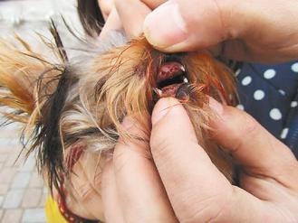 小狗驚慌之下不慎撞斷六顆牙/臺灣《聯(lián)合報(bào)》圖