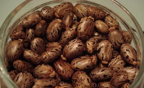 蓖麻子中含蓖麻毒蛋白及蓖麻堿，特別是前者，會引起中毒。網(wǎng)絡截圖