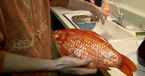 美國(guó)男子釣上一巨型金魚(yú) 重近3斤長(zhǎng)38厘米