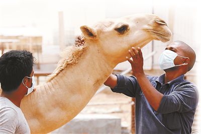 5月12日，印度工人在沙特利雅得外的一家農(nóng)場與駱駝接觸時(shí)戴著口罩
