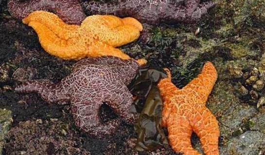 近2年來(lái)，估計(jì)有百萬(wàn)只海星自殺（臺(tái)灣中時(shí)電子報(bào)）