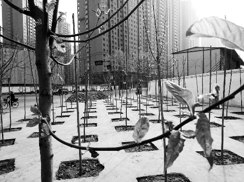 英協(xié)路沈莊北街路口空地上，城管雇人種的100多棵樹已經(jīng)長(zhǎng)出了嫩芽