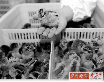 五一過后，雞苗價格逐步漲至2元