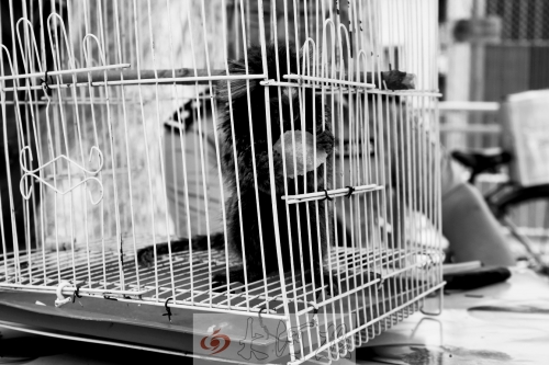 “別看俺個(gè)子小，中國很稀少！”