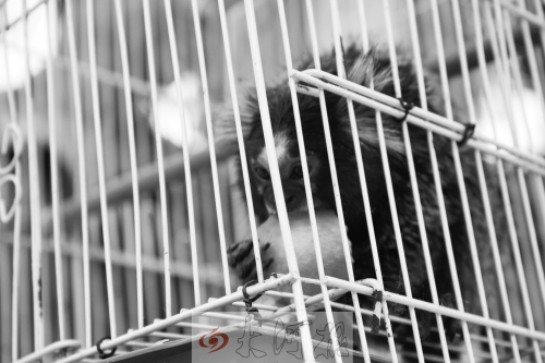 “不要盯著俺看，俺害羞……”（設(shè)計(jì)臺詞）