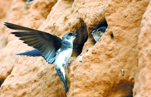 　曾經(jīng)，那些在工地上的巢穴待哺的小沙燕