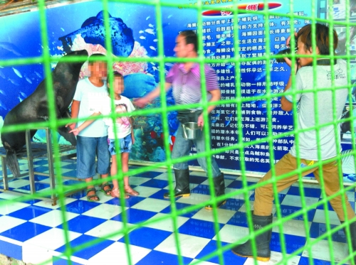 海獅就這樣被飼養(yǎng)員和攝影師擺弄，稍不聽話就會遭到毒打。