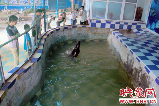 圖為游客在護欄網外面，觀看海獅的表演。