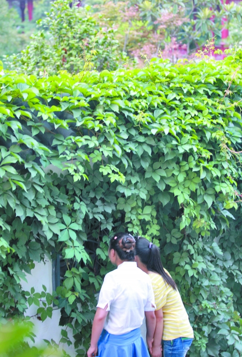 外面的游客正通過墻上的鏤空的窗，向夢溪園內(nèi)觀望。