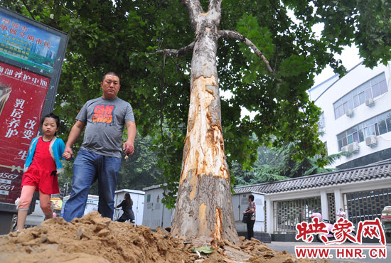 大樹根部翹起，歪向人行道邊。