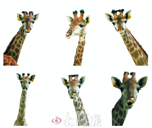 不是我們“高高在上”，只是個子太高就看看臉吧！