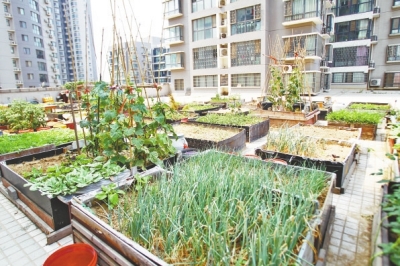  小區(qū)3層商鋪的樓頂是個(gè)大平臺(tái)，個(gè)人圍起來的“小菜園”約有50多個(gè)。