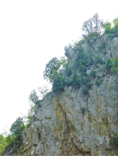 南太行山崖長的只是側(cè)柏,不是崖柏。