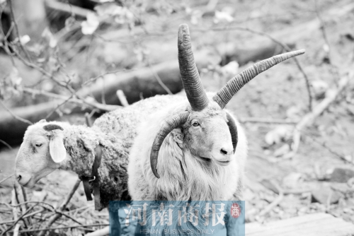 “咩……我的原主人說，他養(yǎng)了一輩子羊，也沒見過我這種情況”