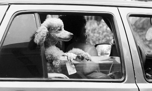 再帶著寵物出門坐出租車，可得想好了